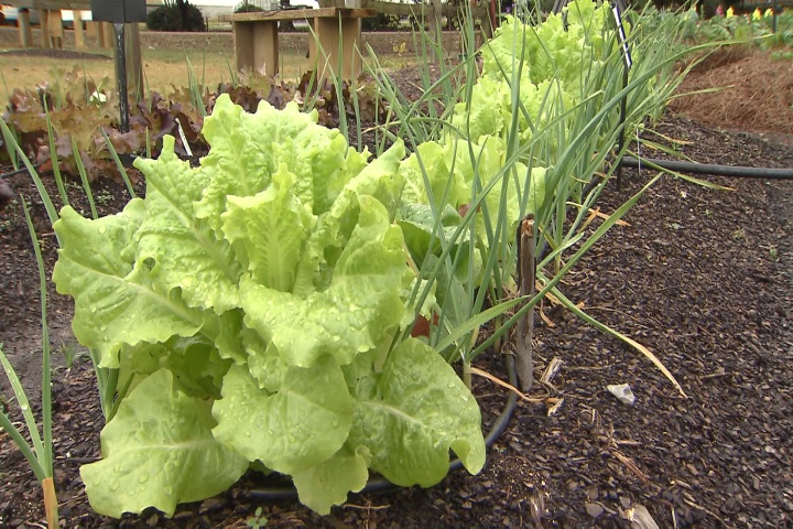 Intercrop vegetables for maximum produce